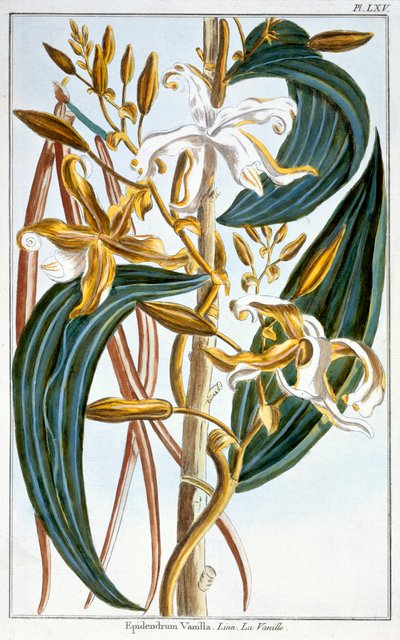 Vanilla Pods, plate 65, from 